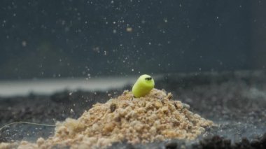 Sazan balığı avlamak için küçük bir yem.