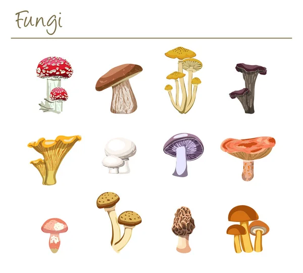 Set of Twelve Realistic Fungi Vector Illustration - Edible and Inedible Mushrooms — Stock Illustration Set Twelve Realistic Fungi Vector Illustration Edible Inedible Mushrooms Royalty Free Stock Vectors