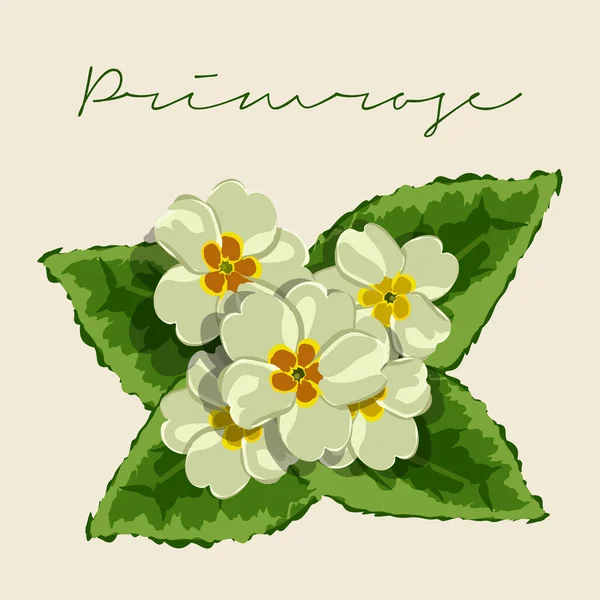 Primula Vulgaris Primrose Flower Botanical Vector Illustration Leaves Vector Graphics