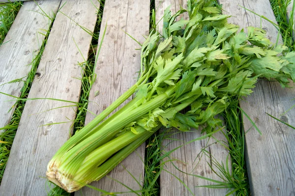 BLEEKSELDERIJ op de houten achtergrond — Stockfoto