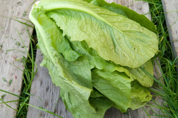 Fresh Romaine Lettuce on a wooden background in the nature — Stok fotoğraf