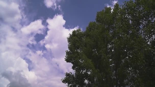 구름과 푸른 하늘 뒤에 바람에 절곡 하는 낙 엽 나무 — 비디오