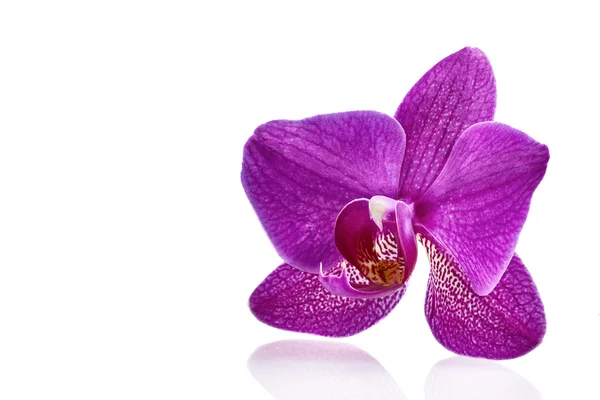 One flower orchids — Stock Photo, Image