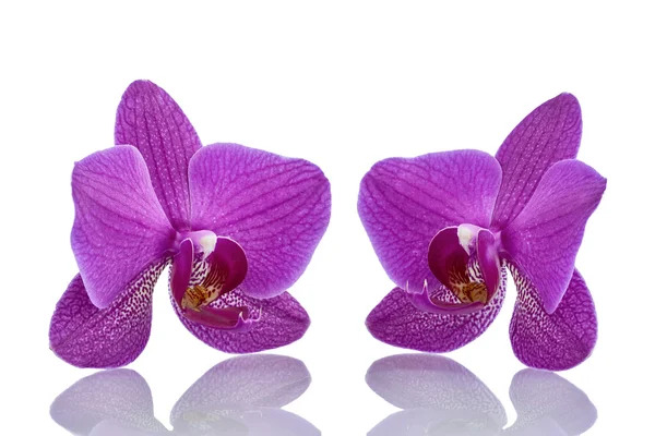 Deux orchidées de fleur — Photo