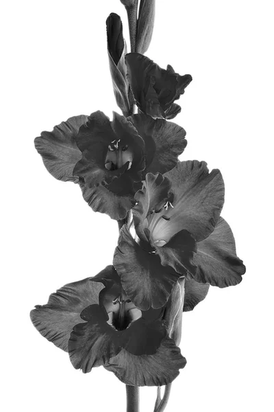 Una flor Gladiolus — Foto de Stock