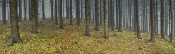 Panorama forêt d'épinettes printanières — Photo