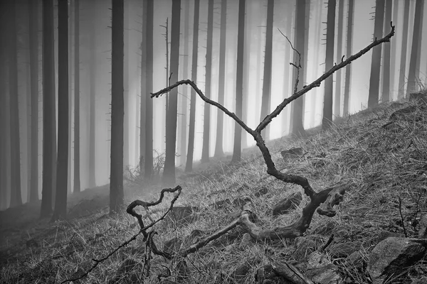 Primavera bosco di abete rosso — Foto Stock