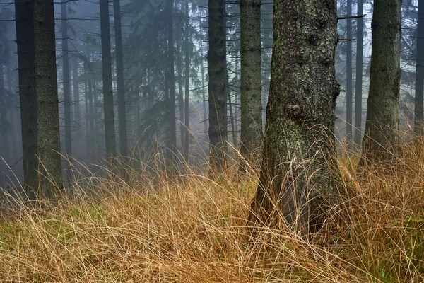 Våren spruce skog — Stockfoto