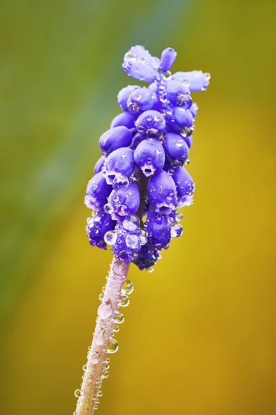 Bir Muscari çiçek — Stok fotoğraf