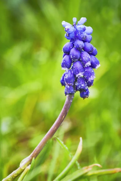 Una flor de Muscari —  Fotos de Stock