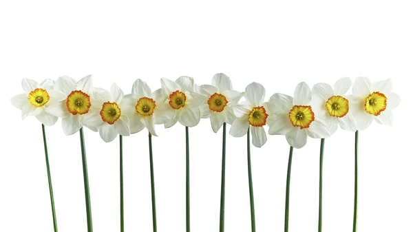 Deset Narcis, samostatný — Stock fotografie