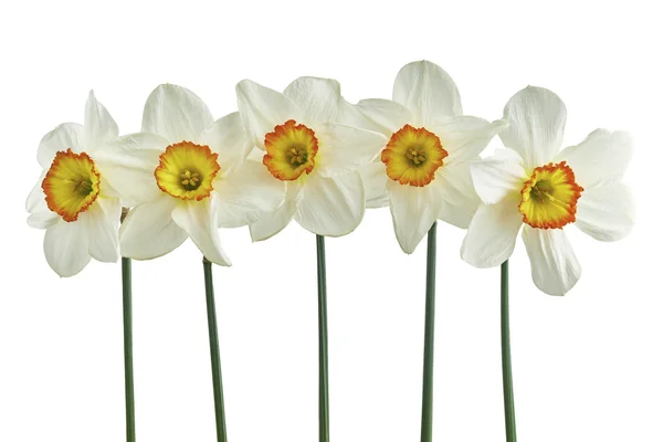Five narcissus isolated — Stock Photo, Image