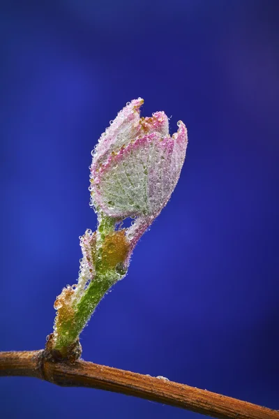 En vinstock blad — Stockfoto