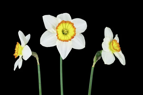 Três narcisos isolados — Fotografia de Stock