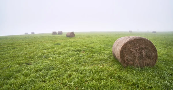 Silage on meadow — Stock Photo, Image