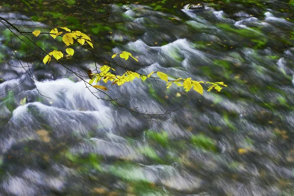 Autumn river and branch — Stock Photo, Image