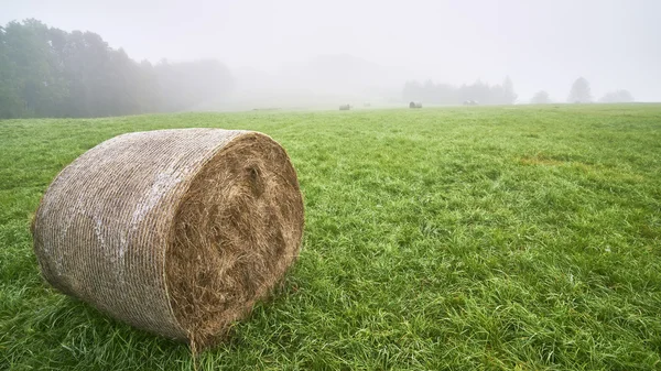 Silage on meadow — Stock Photo, Image