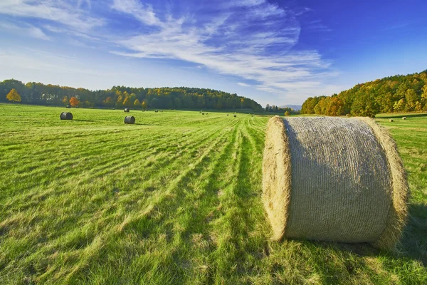 Silage in meadow — Stock Photo, Image
