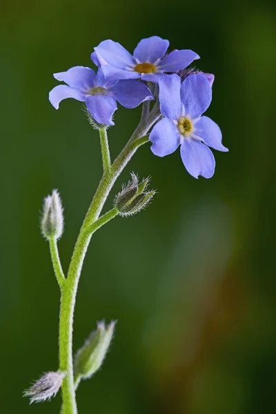 Myosotis なか花 — ストック写真