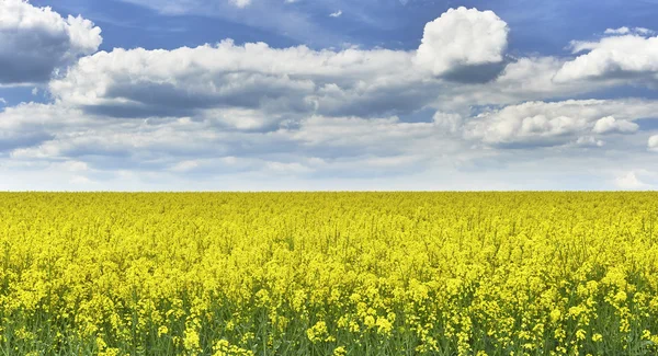 Campo com estupro — Fotografia de Stock