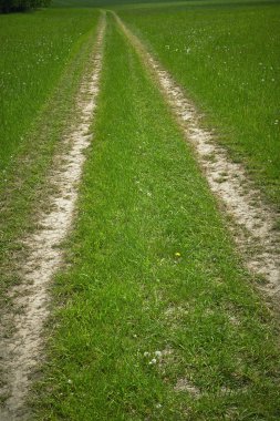 Bahar çayır görünümü