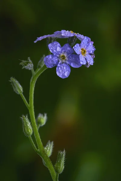 Myosotis palustris flor —  Fotos de Stock