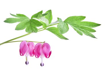 Dicentra spectabilis çiçek
