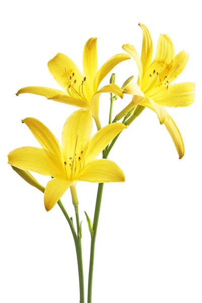 Flor lirio amarillo — Foto de Stock