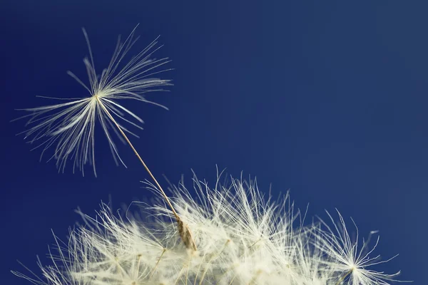 マクロ タンポポの種子 — ストック写真