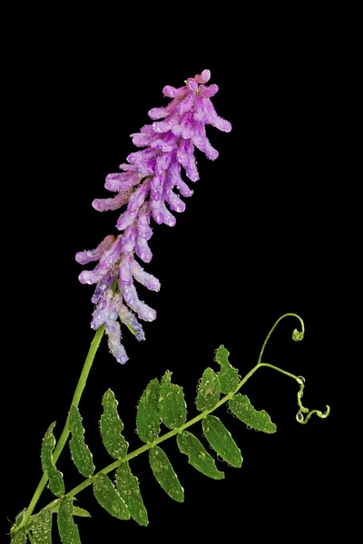 Flor de Vicia cracca — Foto de Stock