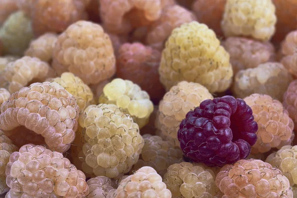 Viele Himbeeren zwei Farben — Stockfoto