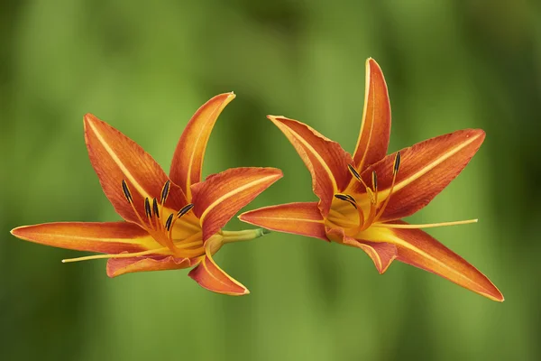 İki portakal lily çiçek — Stok fotoğraf