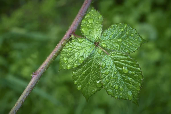 One blackberry leaves — Stock Photo, Image