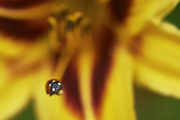 Marienkäfer auf Blütenlilie — Stockfoto