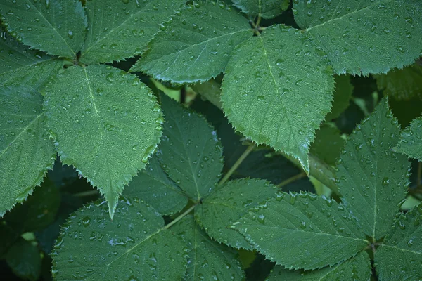 Many blackberry leaves — Stock Photo, Image