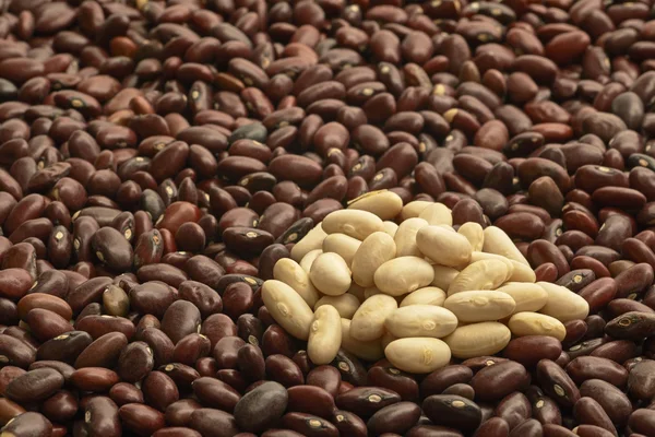 Two kinds of beans — Stock Photo, Image