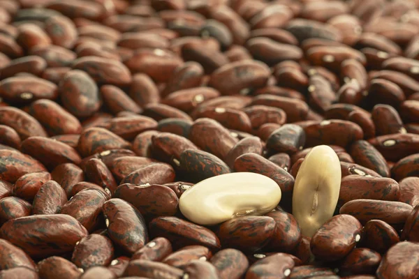 Two kinds of beans — Stock Photo, Image