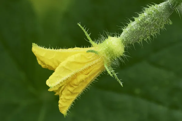 Una flor de pepino — Foto de Stock