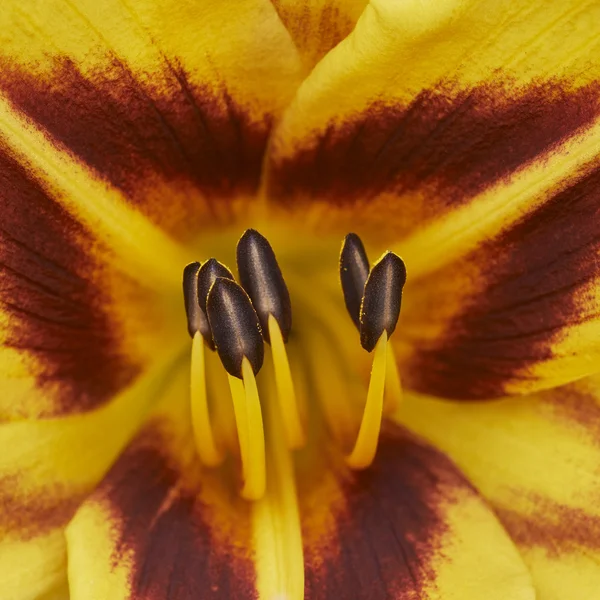 Macro flor lirio — Foto de Stock