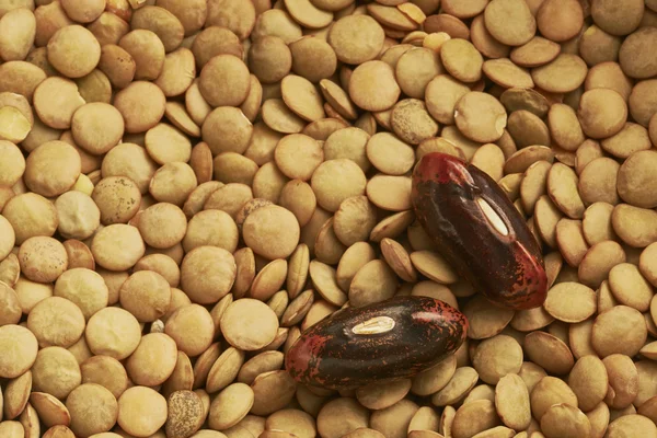 Feijão e lentilhas — Fotografia de Stock