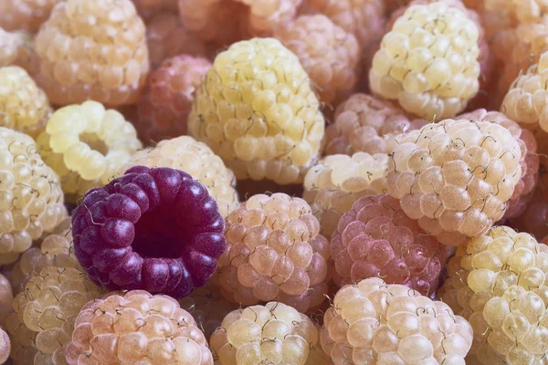 Detailansicht der Himbeeren — Stockfoto