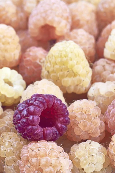 Detailansicht der Himbeeren — Stockfoto