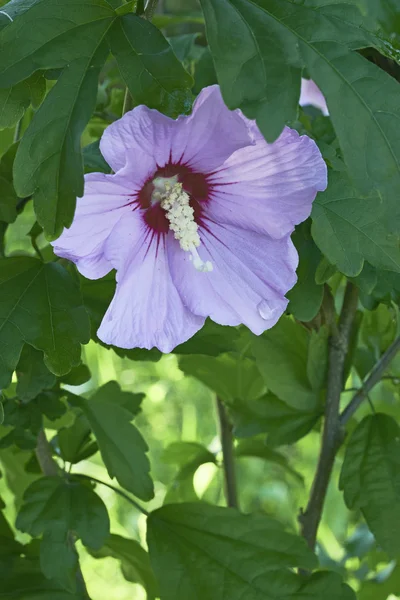 一つの花ハイビスカス — ストック写真