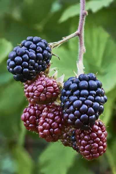 Die reifenden Brombeeren — Stockfoto