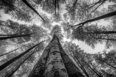 Sonbahar kayın ağaçlarının sisli tacı görünüyor.