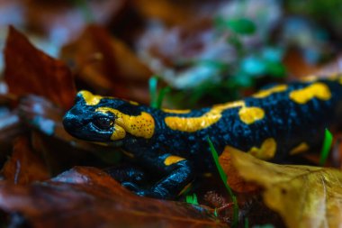 Sonbahar yapraklarındaki benekli semenderin ayrıntılı görüntüsü