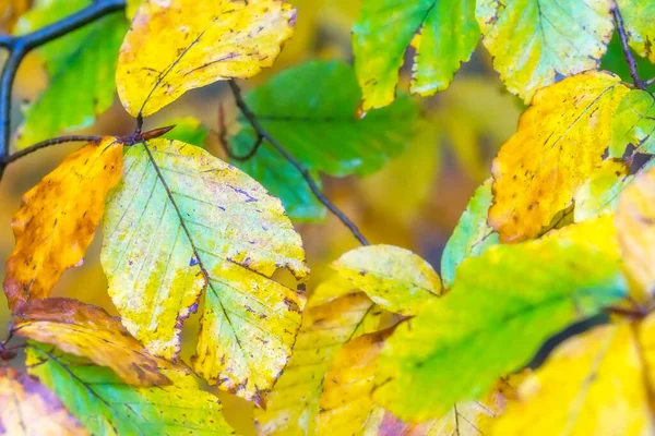 Vista Cerca Coloración Otoñal Hojas Haya — Foto de Stock