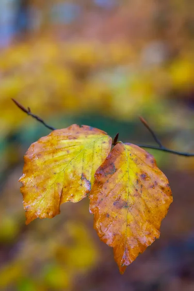 Vue Rapprochée Coloration Automnale Des Feuilles Hêtre — Photo