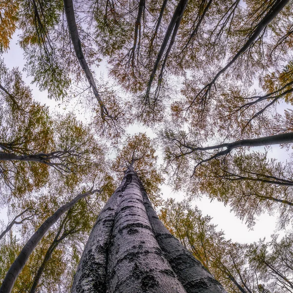 View Crown Autumn Beech Trees Fog — Stock Photo, Image