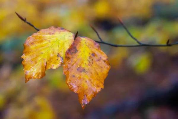 Крупный План Окраски Листьев Буковых Деревьев Осенью — стоковое фото